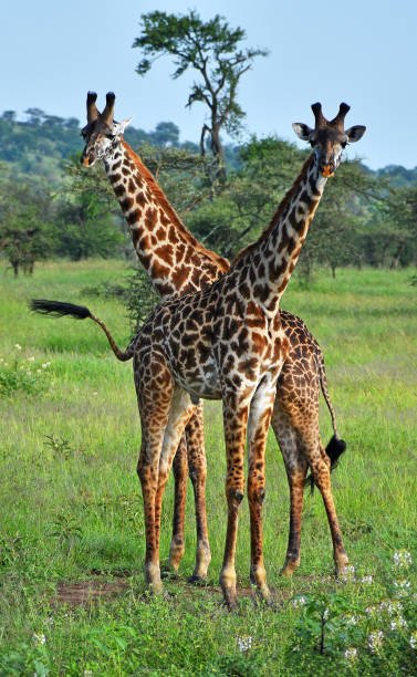 join-5-days-tanzania-lodge-safari-itinerary